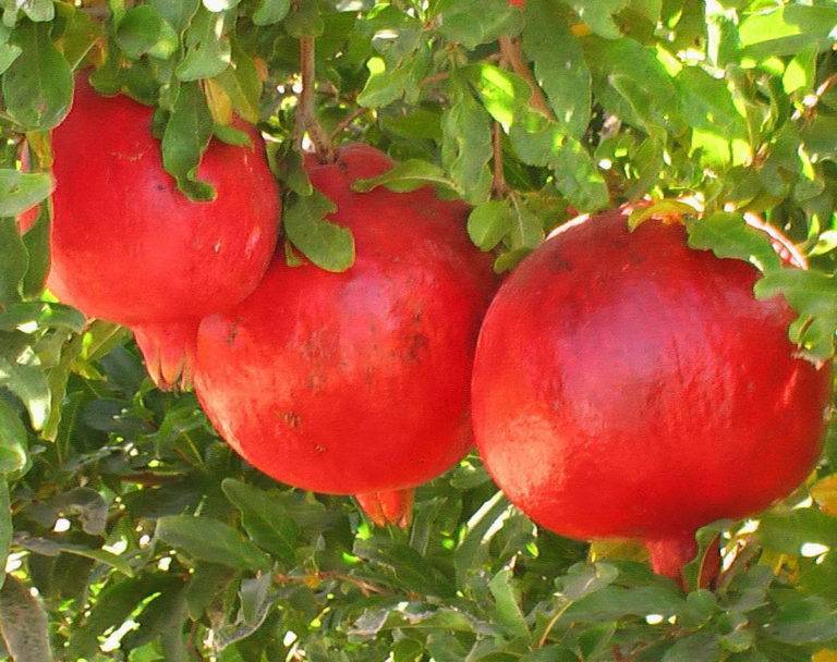 Описание сорта